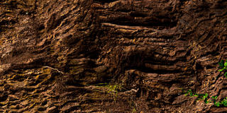 Macro photo of bark