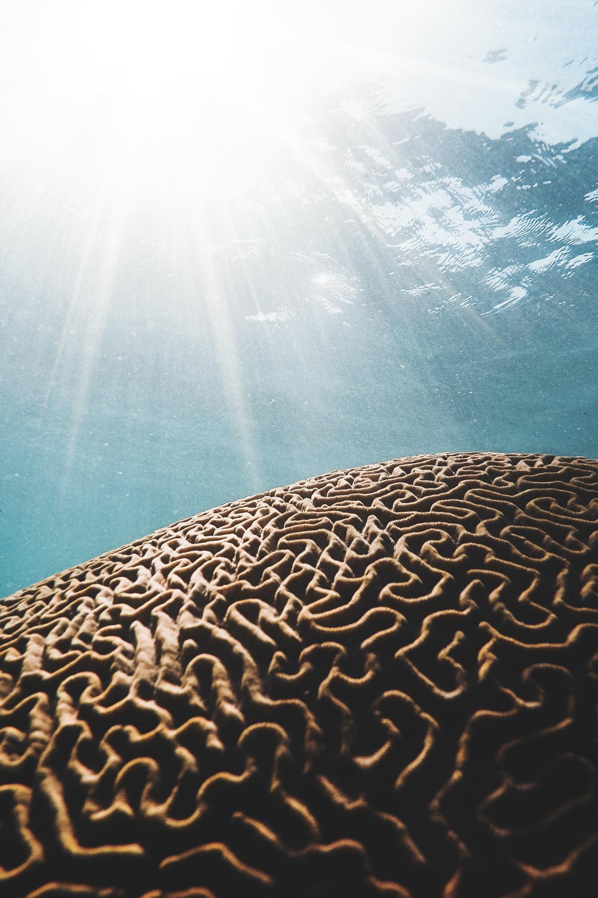 Close up of brown coral with blue water in the background and the sun shining through