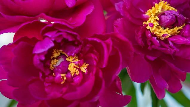 Magenta flowers