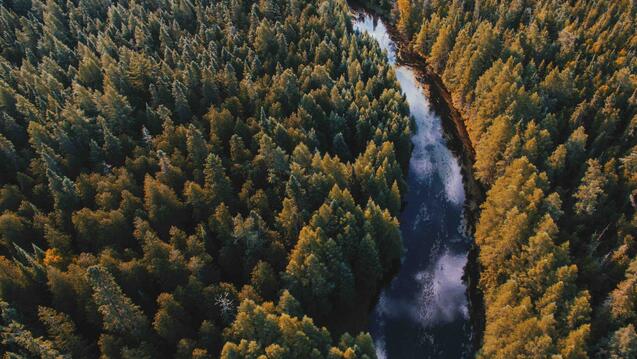 Arial view of a forest with a river running through it