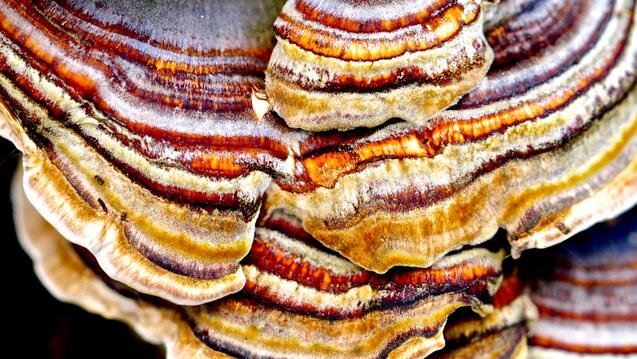 Close up image of orange and purple mushrooms