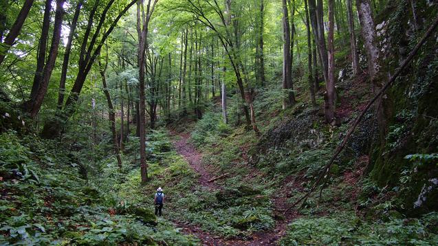 Person in forest