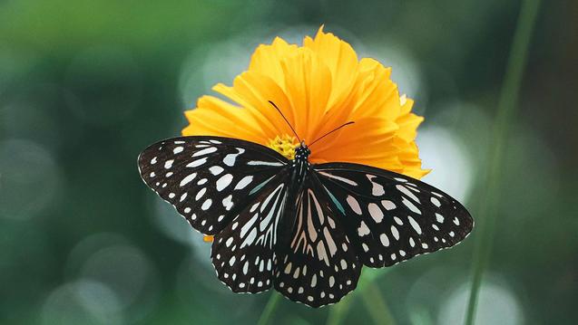 Photo of a black and white butterfly on a bright orange flower