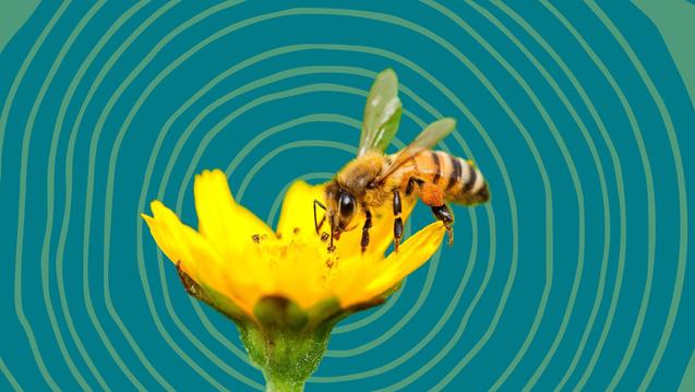 Climate Psychology - bee swirls