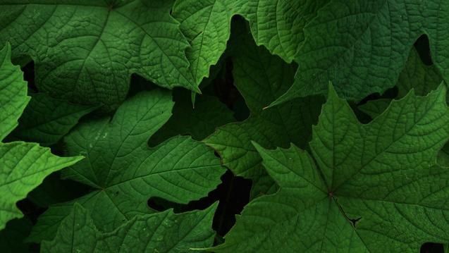 Frame photography of green leaves
