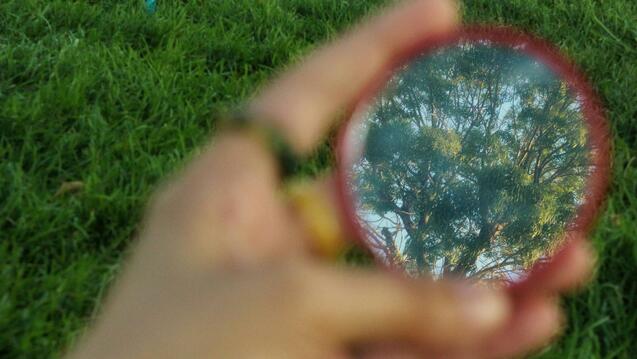 A mirror in hand reflects the image of a tree