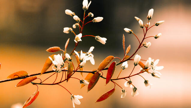 brach with orange leaves and white flowers