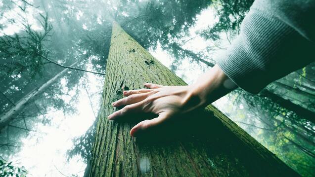 Hand touching tall tree from below