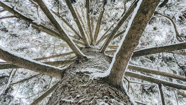 This image captures a dramatic upward view of a snow-covered tree. The perspective highlights the tree's textured trunk and radiating branches, which extend outward like spokes on a wheel. The branches are coated with a layer of snow, contrasting against the darker bark and creating a striking visual pattern. The background reveals glimpses of a pale winter sky through the dense canopy of needles and snow.