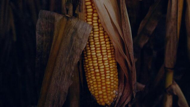 On Indigenous Seedkeeping and Food Sovereignty (In-Person)