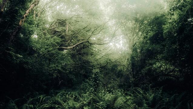 Nourishing your Nervous System through Expressive Arts and Ecopsychology