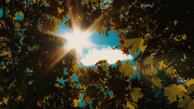 Sunlight streaming through a canopy of leaves, casting a warm glow and illuminating the blue sky with a few white clouds visible in the background.