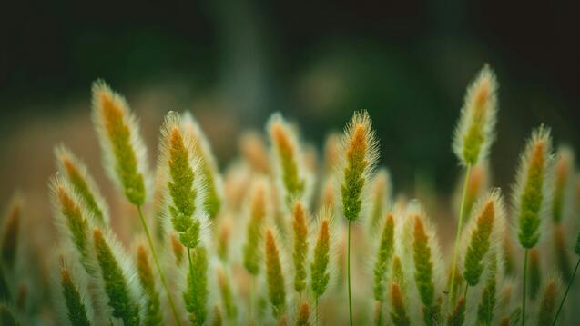 On Indigenous Seedkeeping and Food Sovereignty (Livestream)