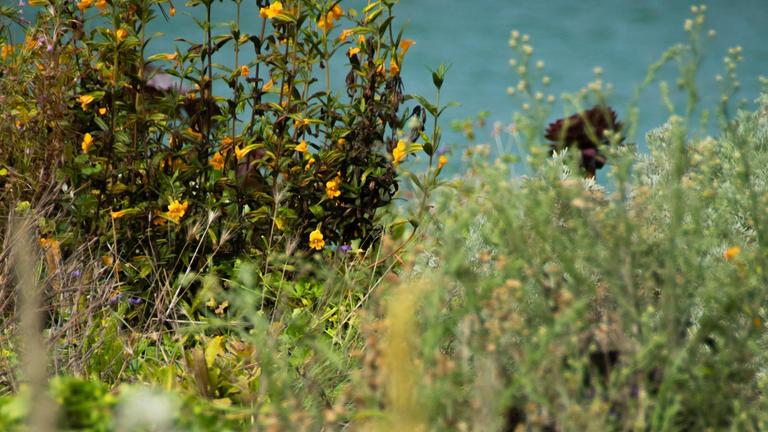 San Francisco coast line plants