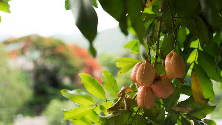 Tree in Jamaica 