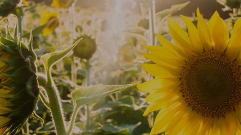 Sunflowers in a field with the sun shining through