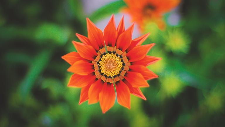 Flower with red petals