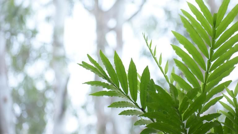 Photo of fronds of leaves