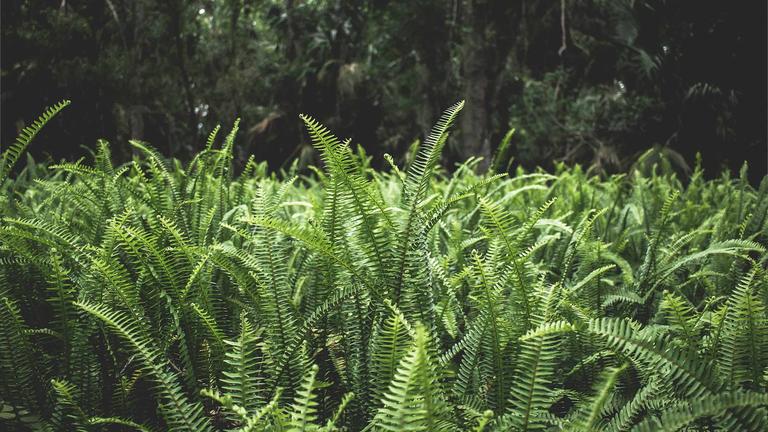 Photo of ferns by Ben Lockwood