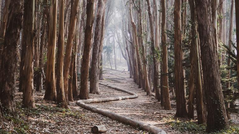 Presidio in San Francisco by Albert Dera