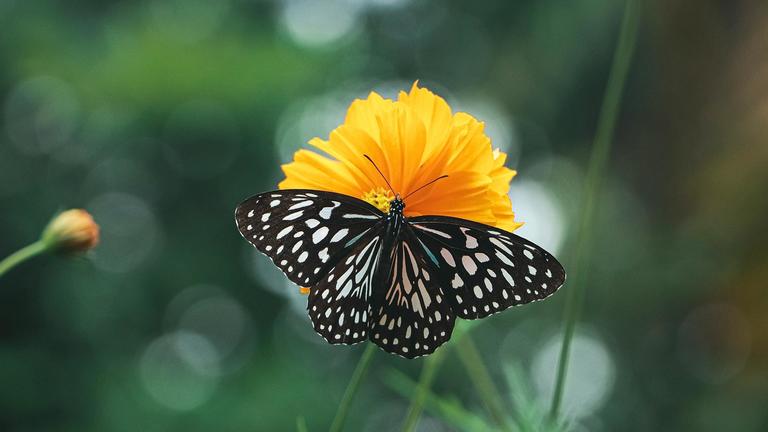 Black butterfly on orange flower photo by Niranjan