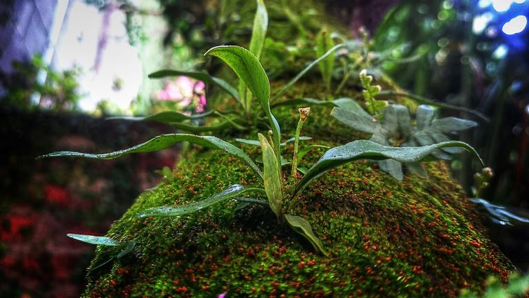 Leaves sprouting out of a mossy log