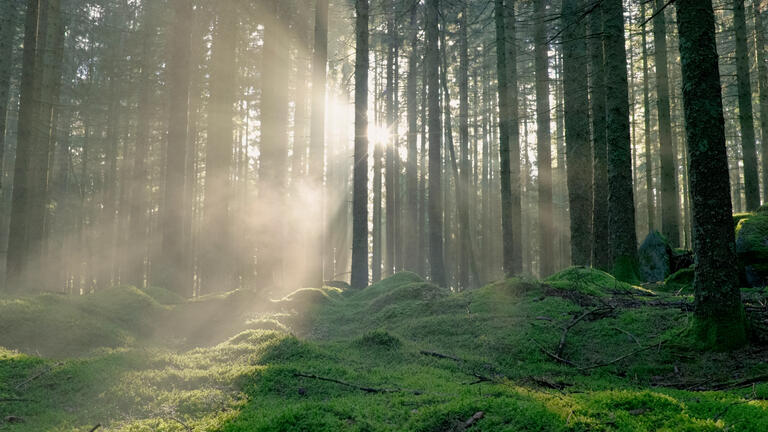 Forest Fog