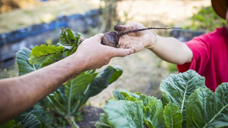 Cultivating Earth-Based Practices for Resourcing & Resilience