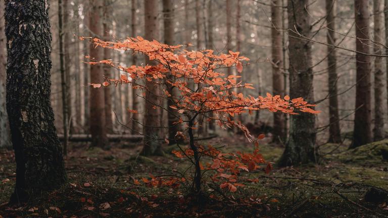 Exploring the Sacred Changing of the Seasons for Wisdom and Resilience