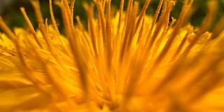 macro orange flower