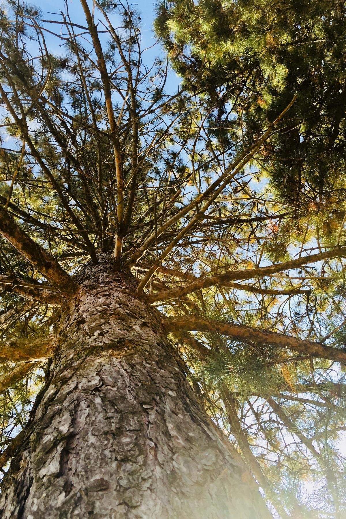 Tree from below