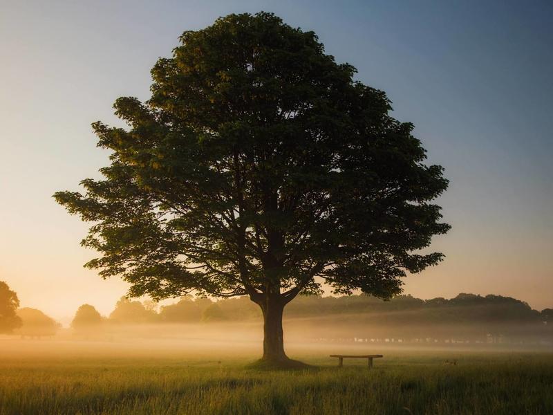 Photo of a large tree and small bench in the middle of a large grassy area with more trees far in the background